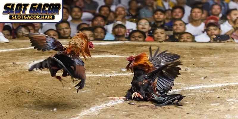 Antarmuka Slot Gacor Cockfighting menggunakan palet warna yang ramah mata