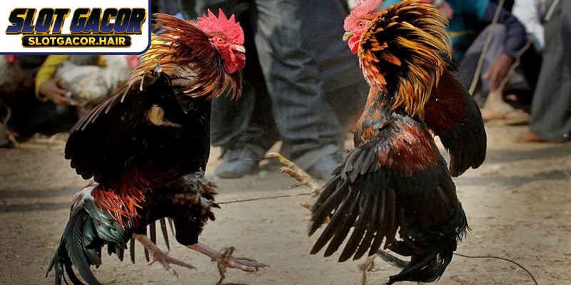 Berbagai Format Sabung Ayam Terkemuka Tersedia di Slot Gacor