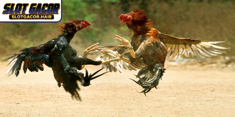Slot Gacor Cockfighting pada dasarnya jauh lebih dari sekadar tempat perjudian biasa.